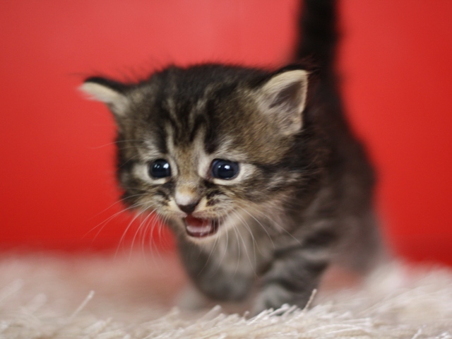 マンチカンの子猫画像