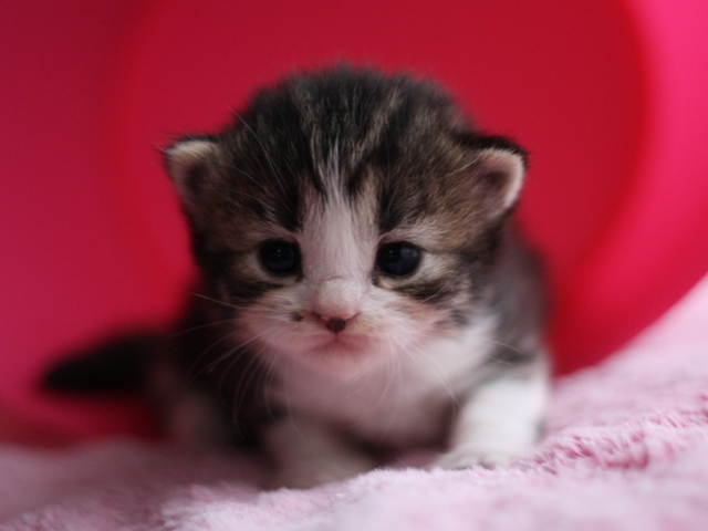 マンチカンの子猫画像