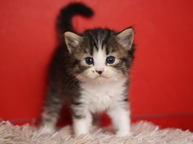 マンチカンの子猫画像