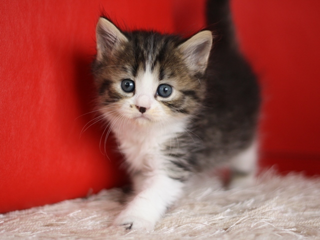 マンチカンの子猫画像