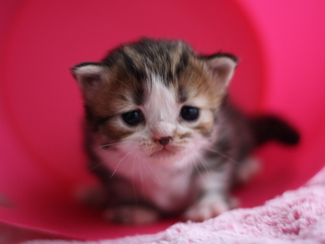 マンチカンの子猫画像