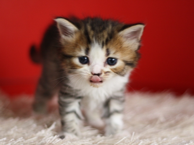 マンチカンの子猫画像