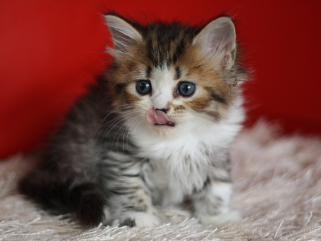 マンチカンの子猫画像