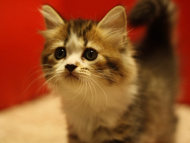 マンチカンの子猫画像