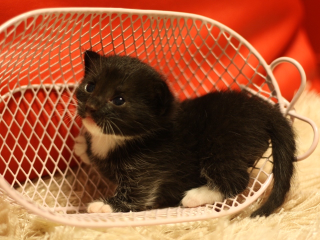 マンチカンの子猫画像