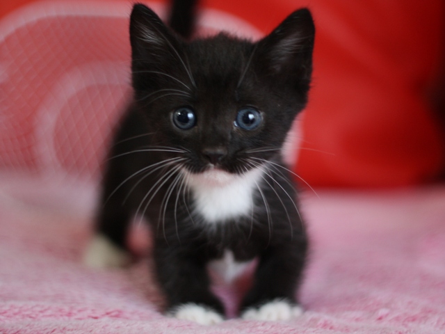 マンチカンの子猫画像