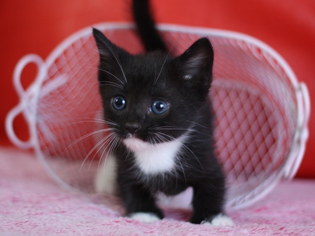 マンチカンの子猫画像