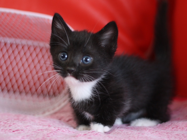 マンチカンの子猫画像