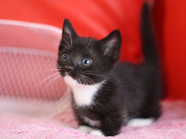 マンチカンの子猫画像