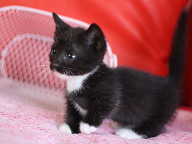 マンチカンの子猫画像