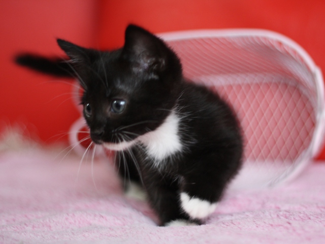 マンチカンの子猫画像