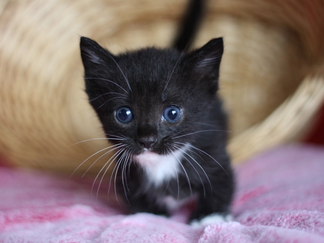 マンチカンの子猫画像