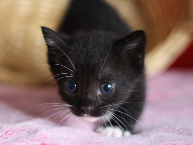 マンチカンの子猫画像