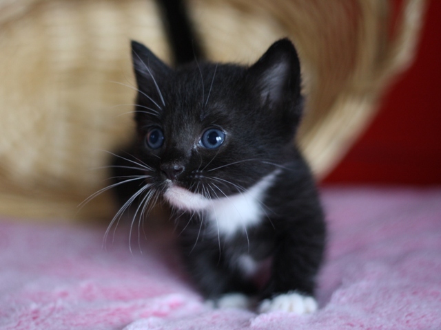 マンチカンの子猫画像