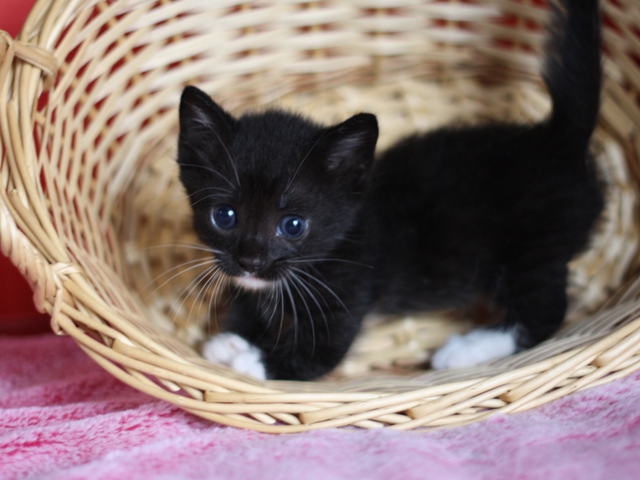 マンチカンの子猫画像