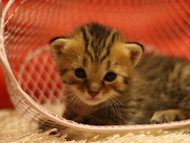 マンチカンの子猫画像