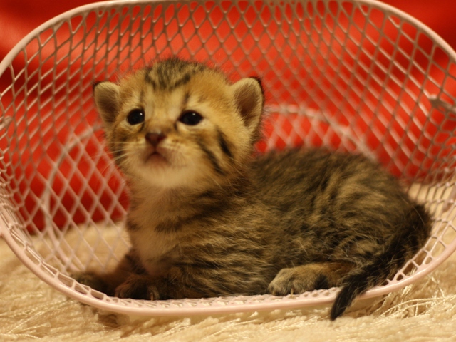 マンチカンの子猫画像