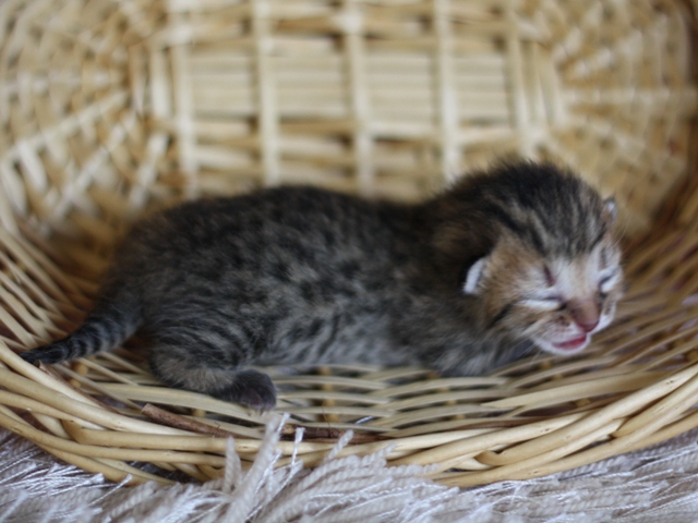 マンチカンの子猫画像