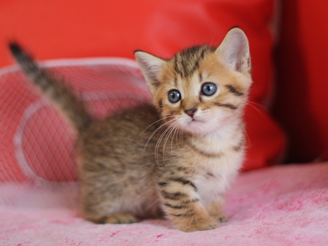 マンチカンの子猫画像