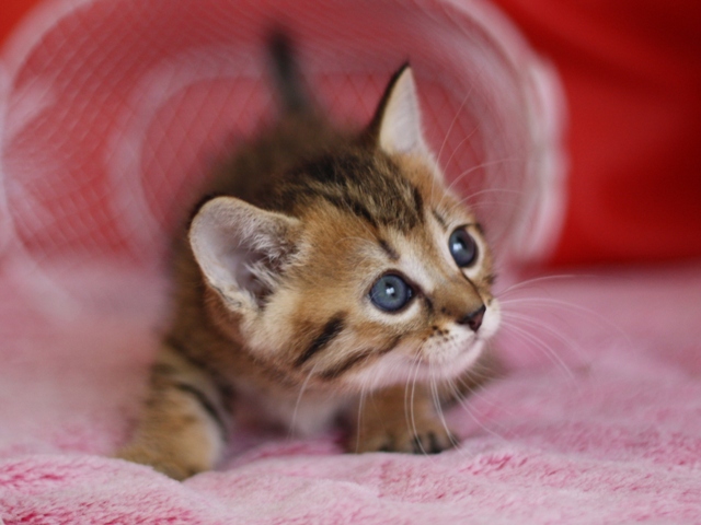 マンチカンの子猫画像