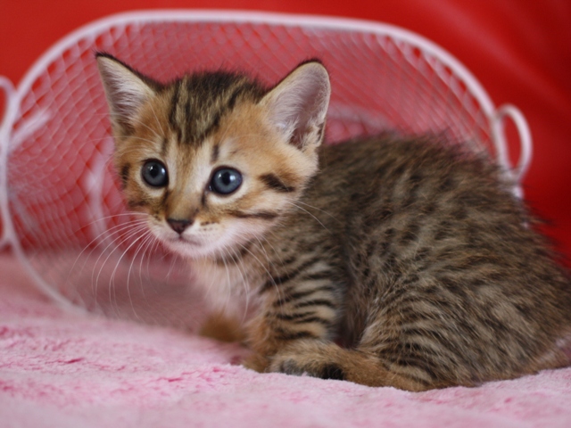 マンチカンの子猫画像