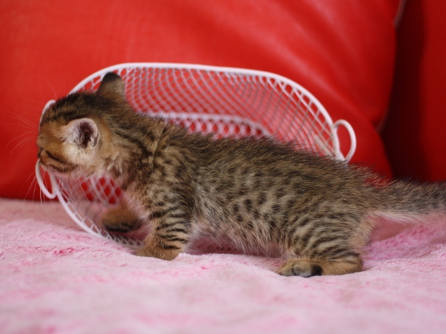 マンチカンの子猫画像