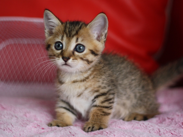 マンチカンの子猫画像