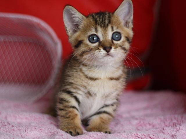 マンチカンの子猫画像