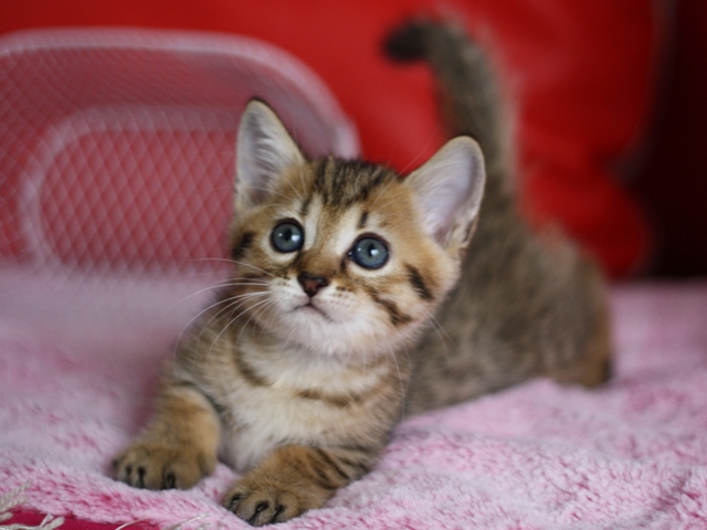 マンチカンの子猫画像