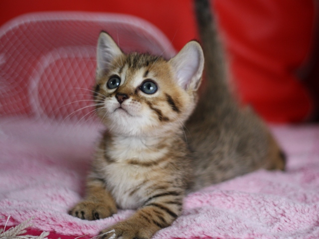 マンチカンの子猫画像