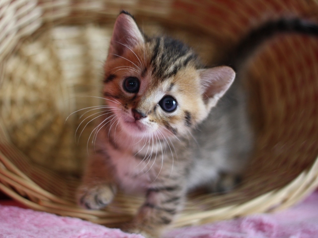 マンチカンの子猫画像