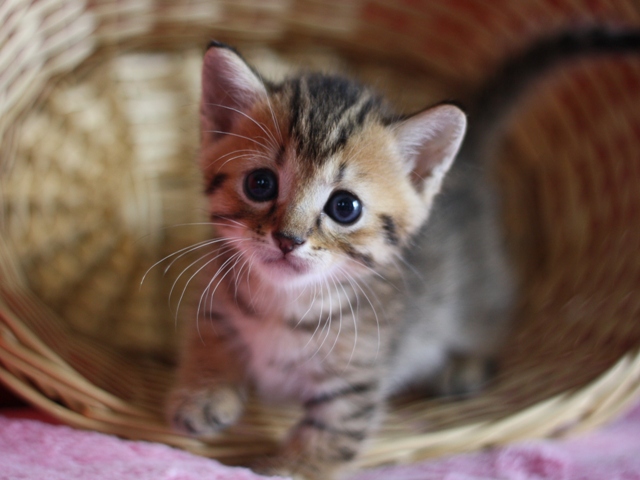 マンチカンの子猫画像