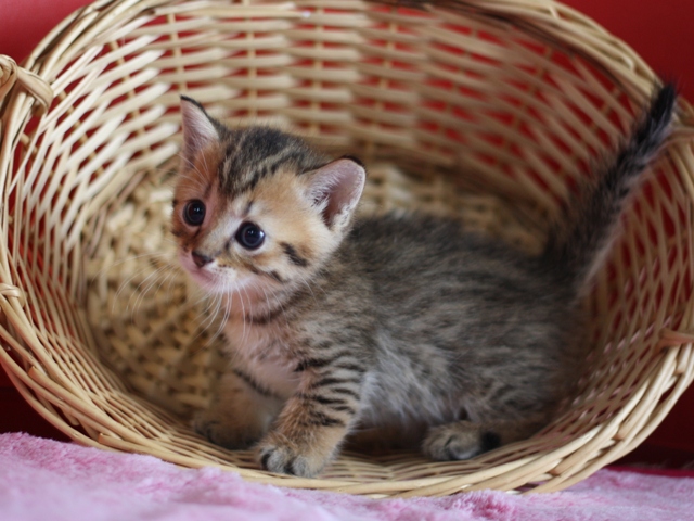 マンチカンの子猫画像