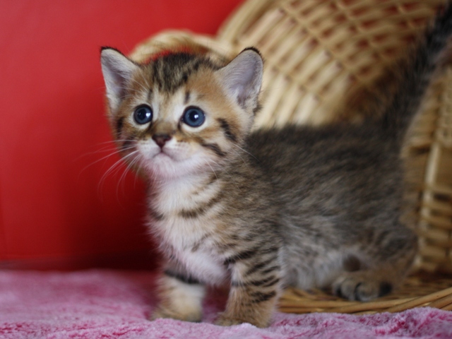 マンチカンの子猫画像