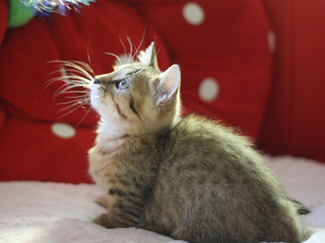 マンチカンの子猫画像