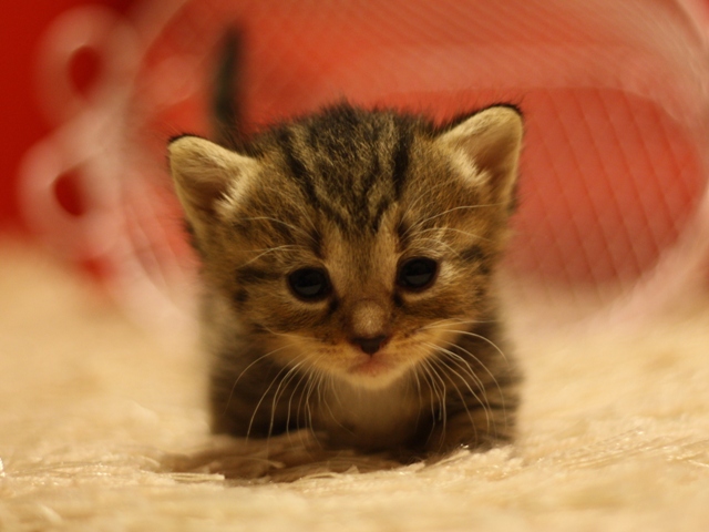 マンチカンの子猫画像