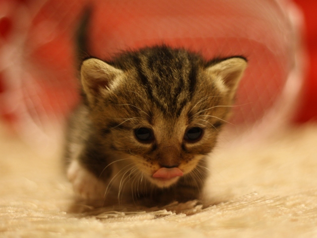 マンチカンの子猫画像