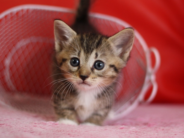 マンチカンの子猫画像