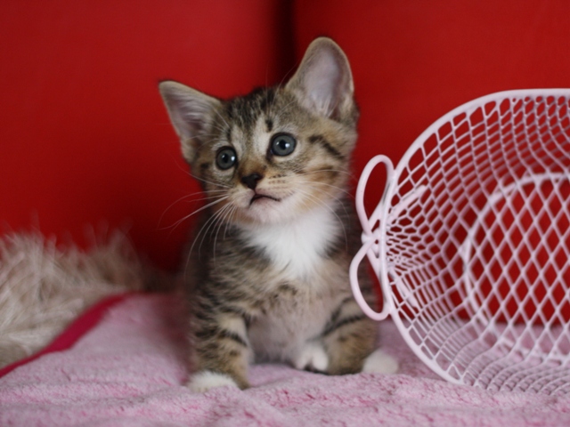 マンチカンの子猫画像