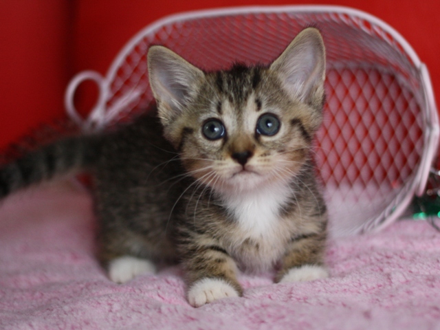 マンチカンの子猫画像