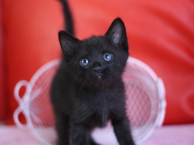 マンチカンの子猫画像