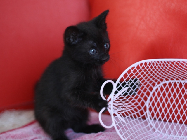 マンチカンの子猫画像