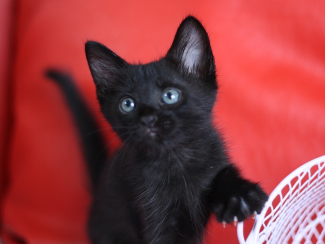 マンチカンの子猫画像