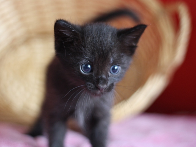 マンチカンの子猫画像