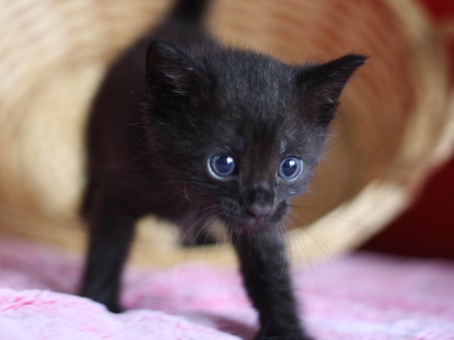 マンチカンの子猫画像