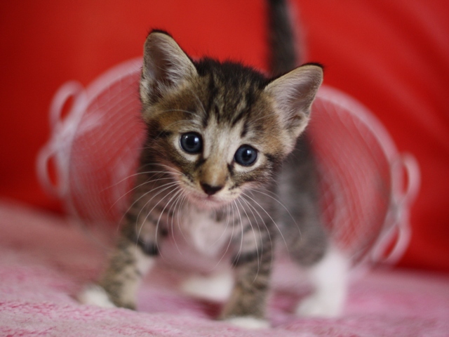 マンチカンの子猫画像