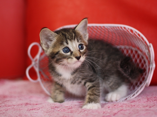 マンチカンの子猫画像