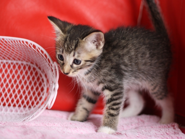 マンチカンの子猫画像