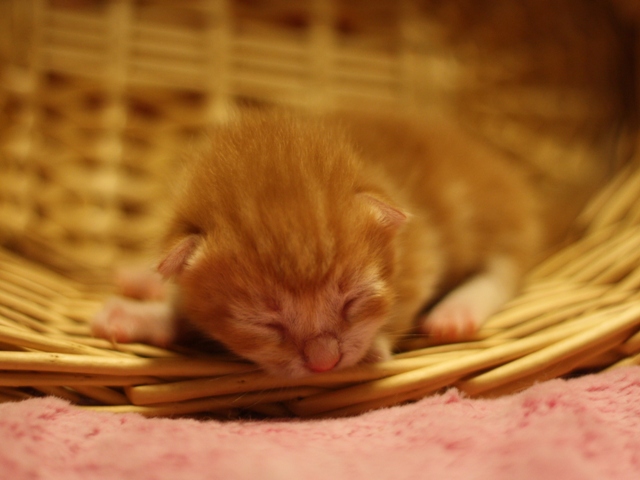 マンチカンの子猫画像