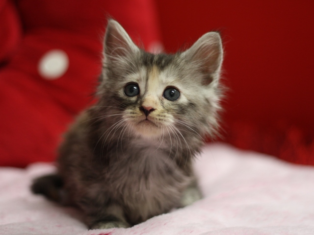 マンチカンの子猫画像